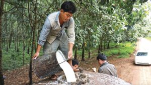 柬埔寨第一季度橡胶出口猛增 5.1%，创收逾1亿美元